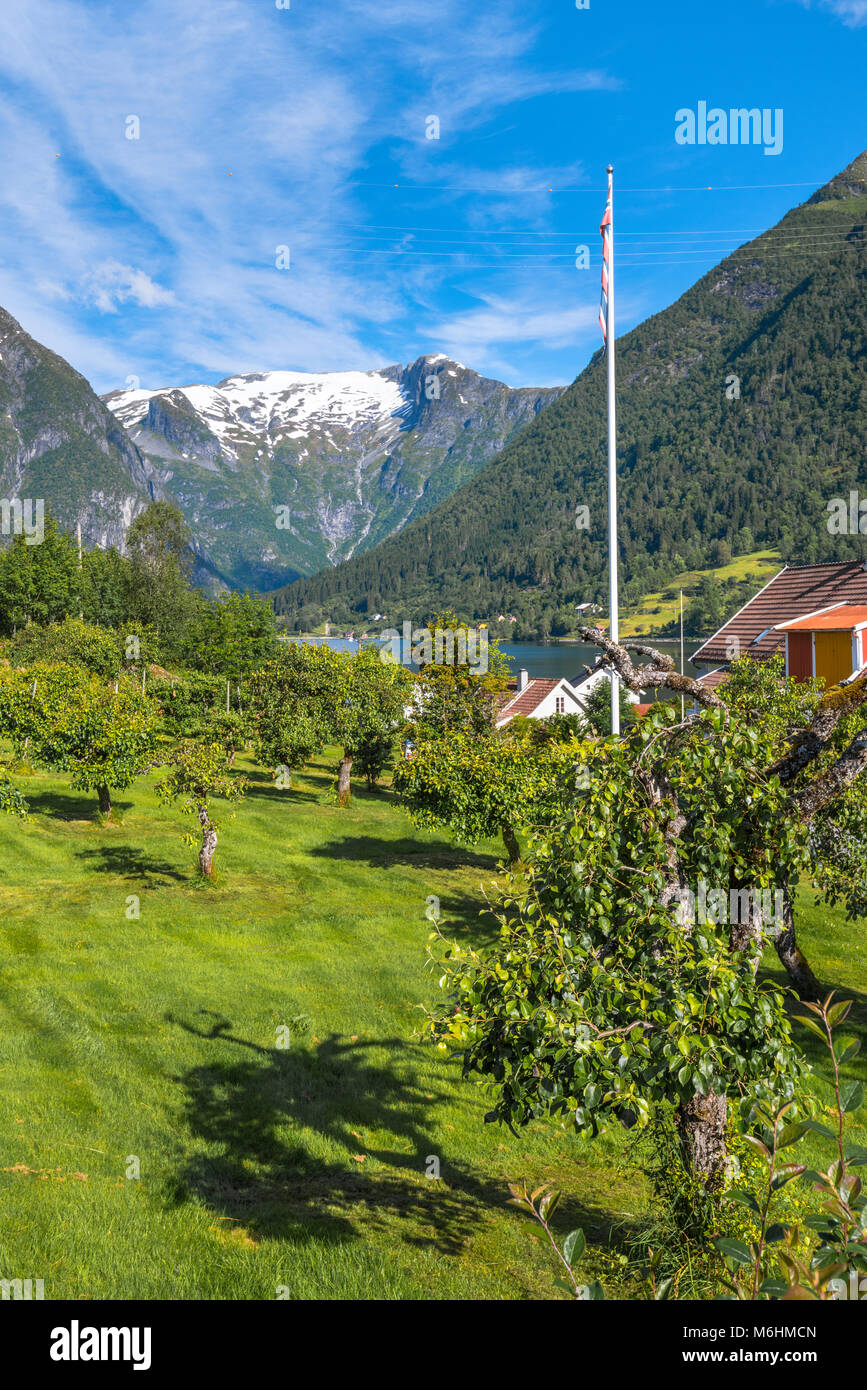 fruit trees, fjord and snow mountains, Norway, orchard of Balestrand in the mild climate of the Esefjorden, Sognefjorden Stock Photo
