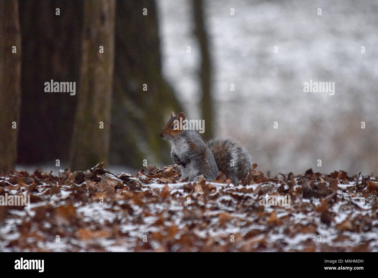 Grey Squirrel in the snow Stock Photo