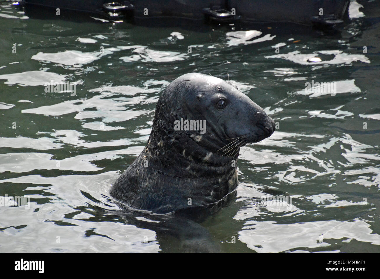 Sea Lions at Gweek Seal Sanctuary Cornwall Stock Photo Alamy