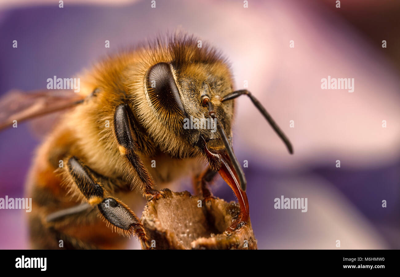 Western Honey Bee, close up macro photography Stock Photo
