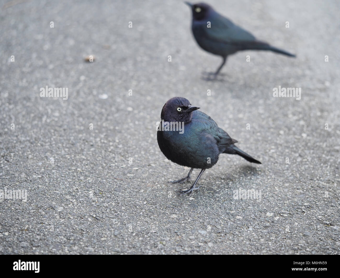 Brewer's blackbirds (Euphagus cyanocephalus) in San Francisco, California Stock Photo