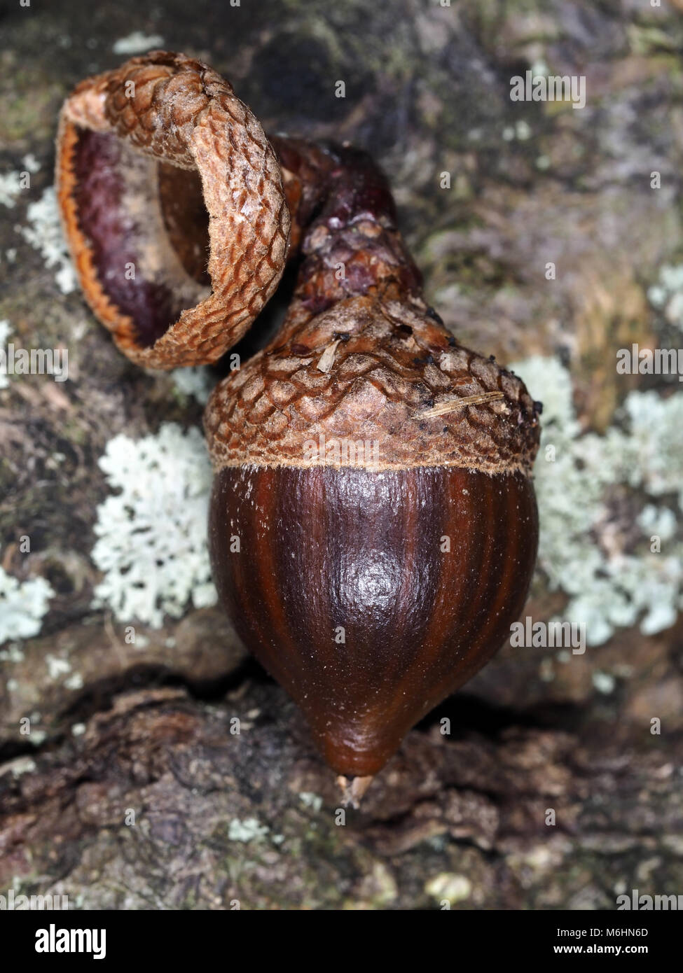 Acorn of Quercus rubra (northern red oak, syn. Quercus borealis), close-up Stock Photo