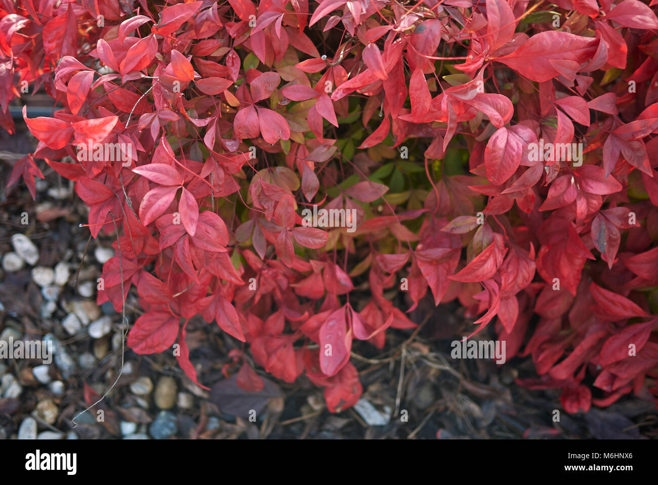 Nandina Feuerkraft Begleitpflanzen