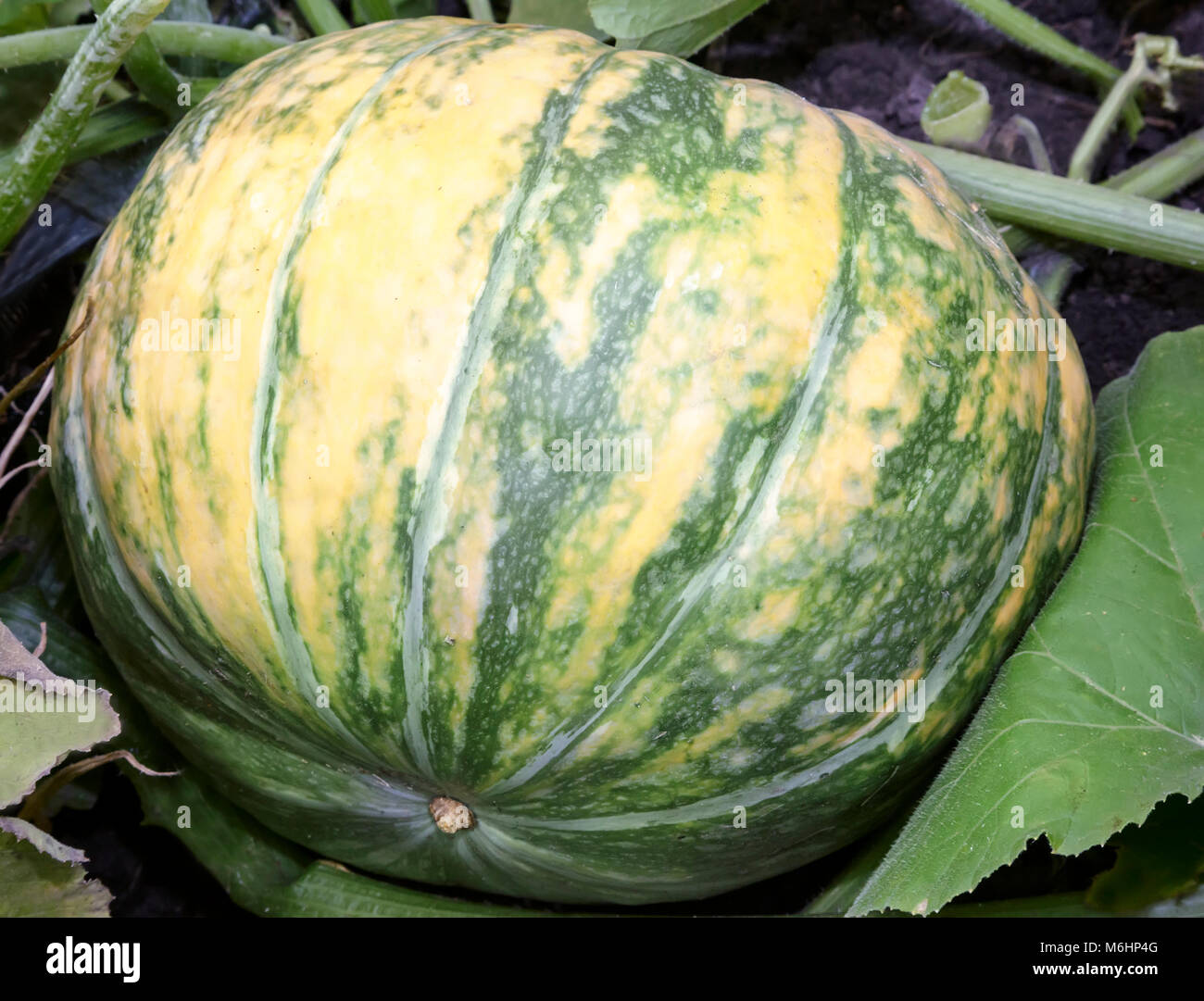 Pumpkin grows in the garden among green leaves Stock Photo - Alamy