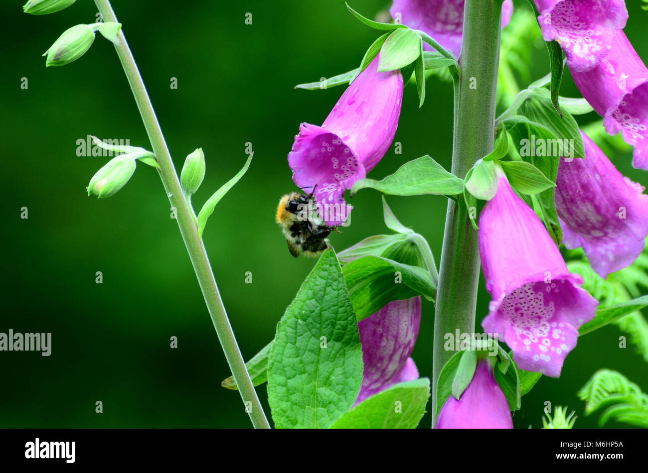 Bee feeding on foxglove, uk Stock Photo - Alamy