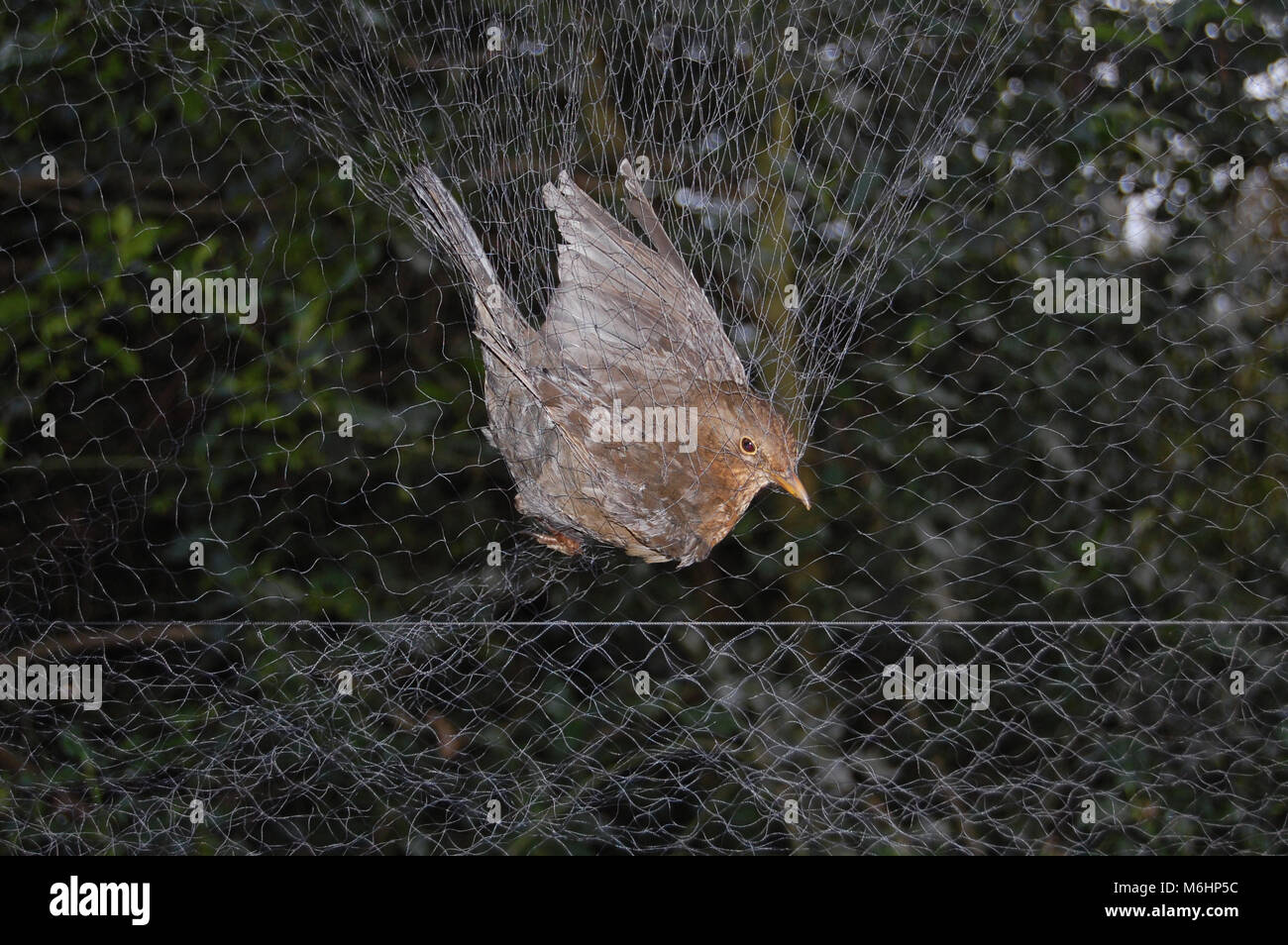 Bird in mist net, bird trapping and conservation for bird ringing Stock