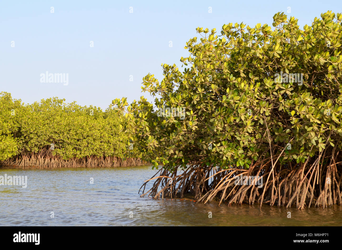 Mangrove forests in the Saloum river Delta area, Senegal, West Africa