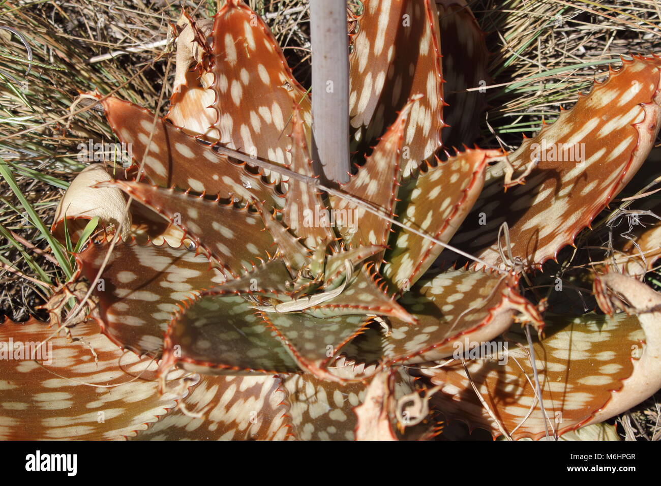 Aloe carnea Stock Photo