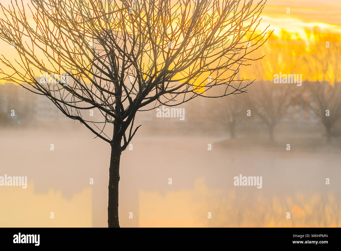 Tree silhouette heavy fog hi-res stock photography and images - Alamy