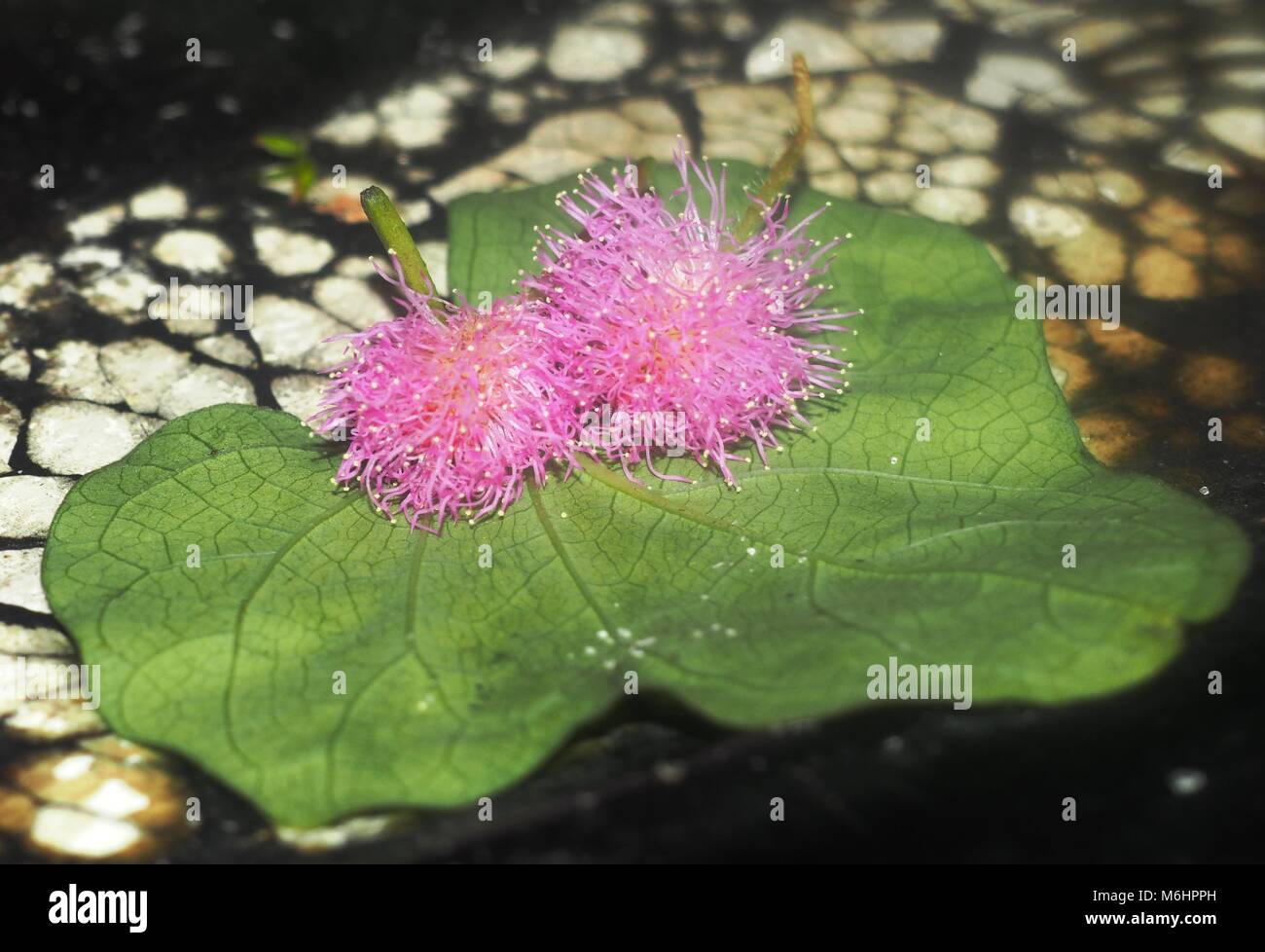 The beautiful of a starfish Stock Photo - Alamy
