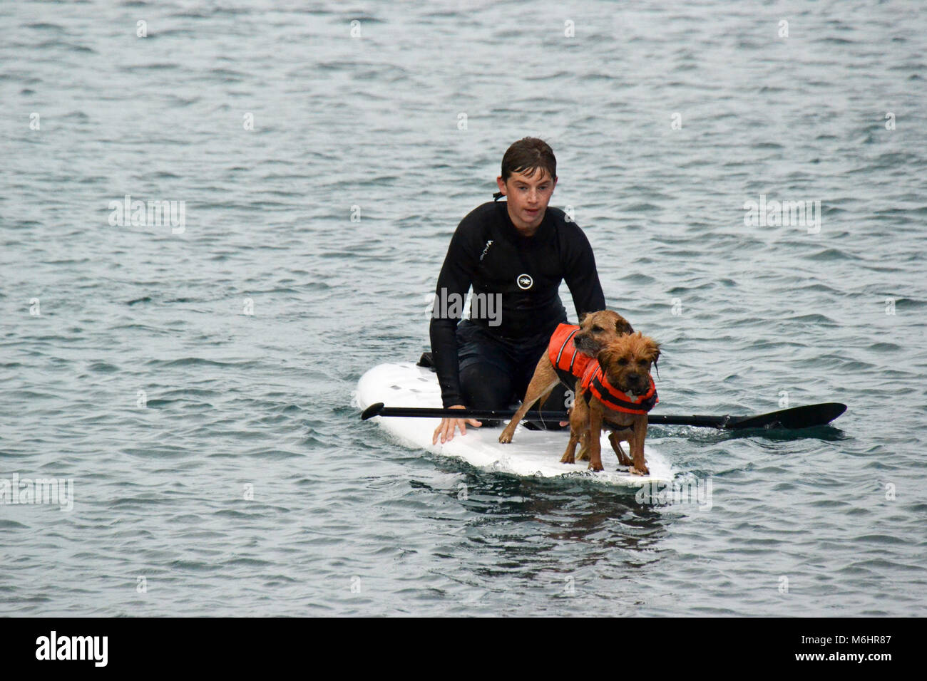 Dogs paddle boarding in the sea off Porthallow Beach, near Helston, Cornwall Stock Photo