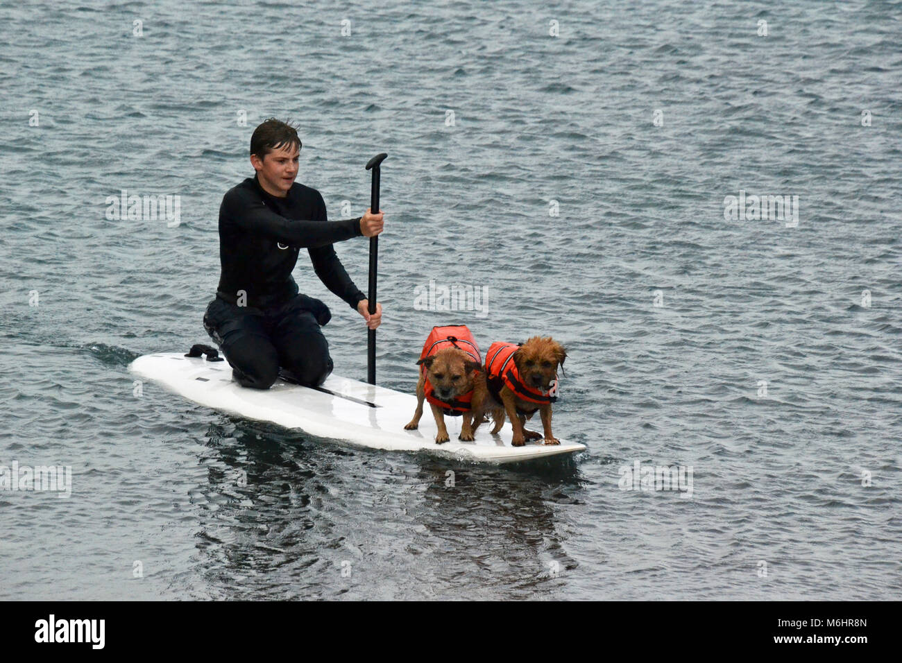 Dogs paddle boarding in the sea off Porthallow Beach, near Helston, Cornwall Stock Photo Alamy