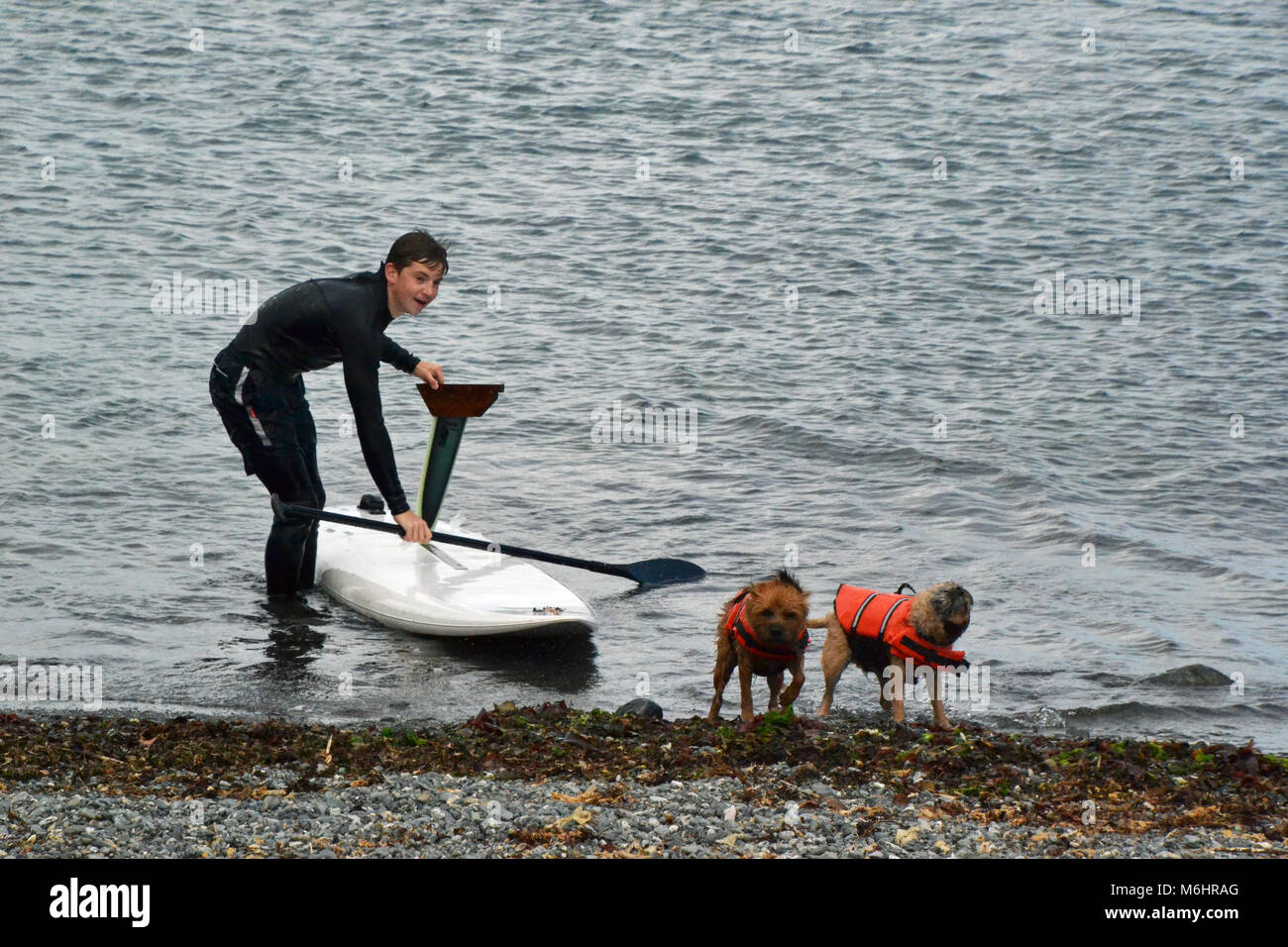 Dogs paddle boarding in the sea off Porthallow Beach, near Helston, Cornwall Stock Photo Alamy