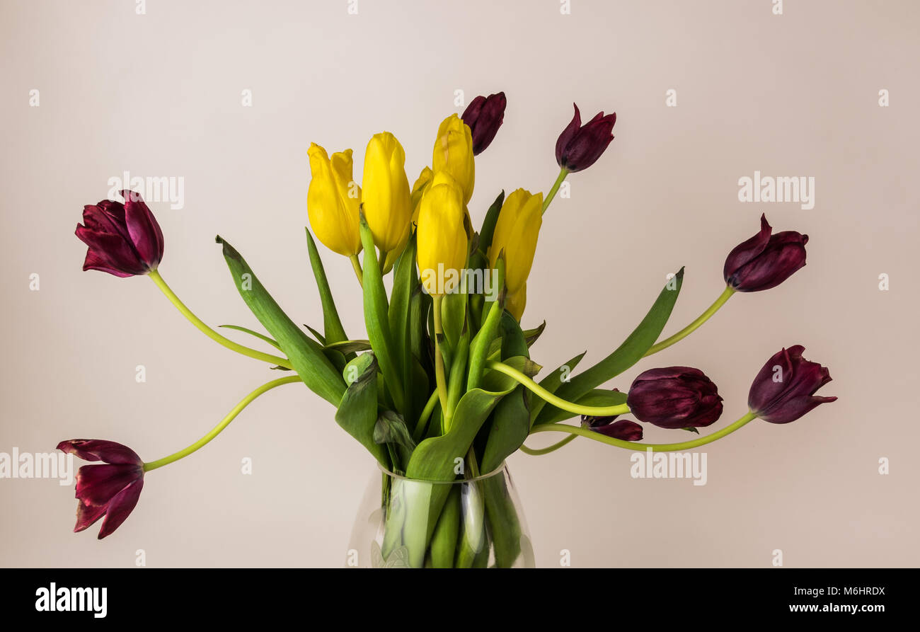 still life of yellow and dark red tulips Stock Photo - Alamy