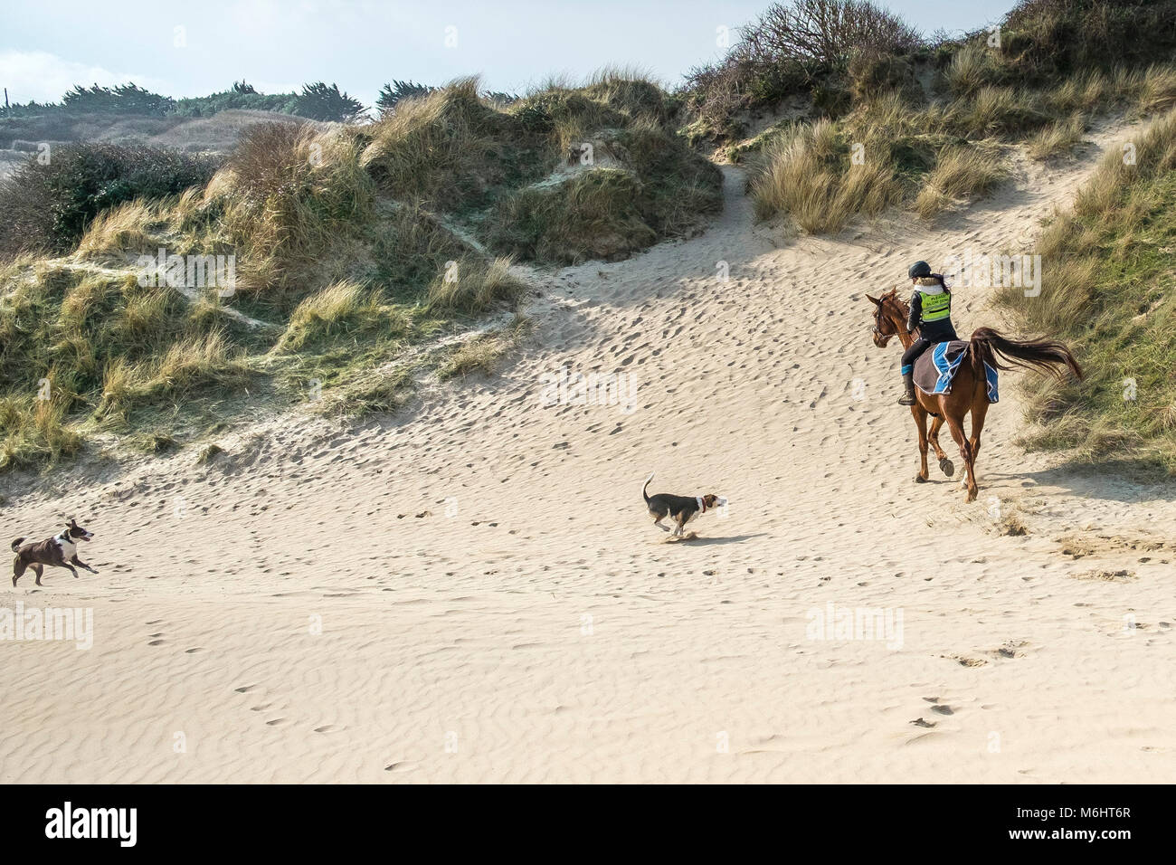 Dogs off the lead running at a horse rider in the sand dunes at Crantock in Newquay Cornwall. Stock Photo