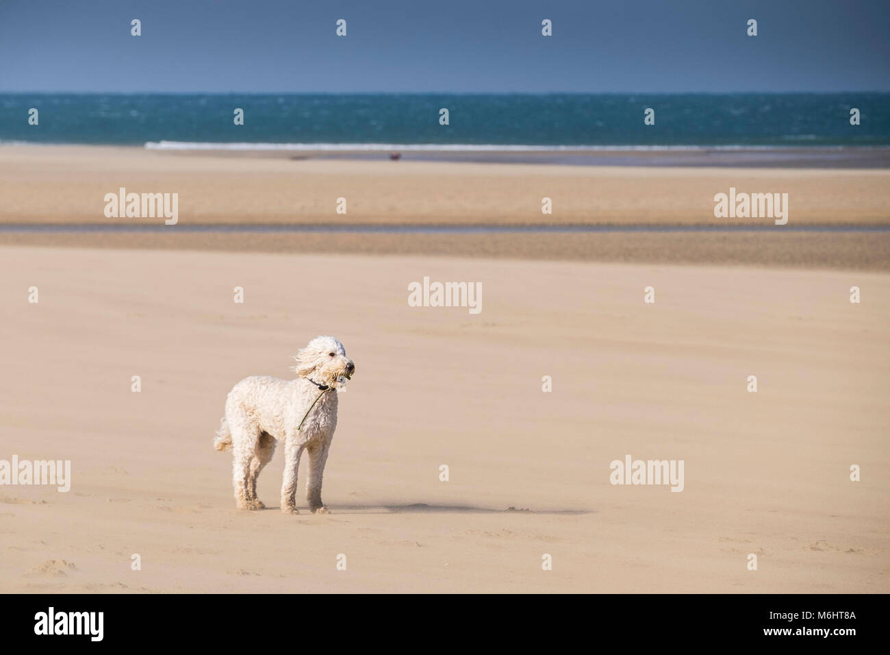A Standard Poodle standing on Crantock Beach during windy weather Newquay Cornwall. Stock Photo