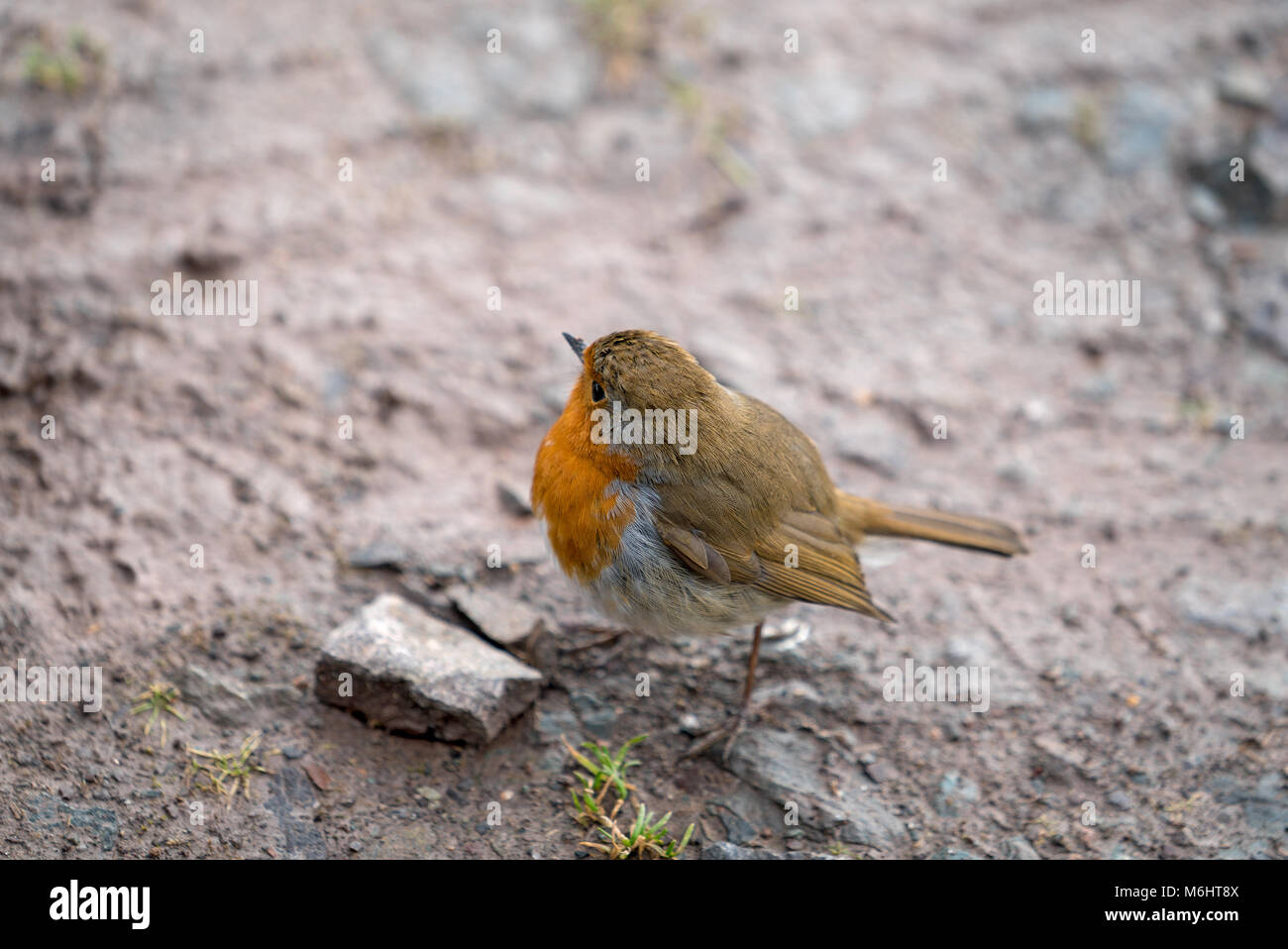 The European robin (Erithacus rubecula), robin redbreast, Erithacus rubecula, Passerine Stock Photo