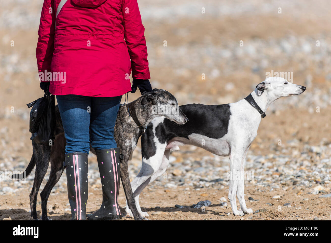 A Lurcher and a large Whippet standing quietly with their owner on Fistral Beach in Newquay Cornwall. Stock Photo