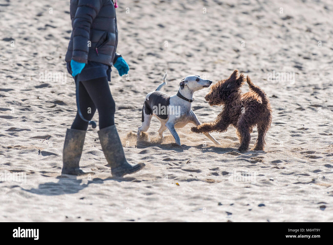 Two dogs playing on a beach Stock Photo - Alamy