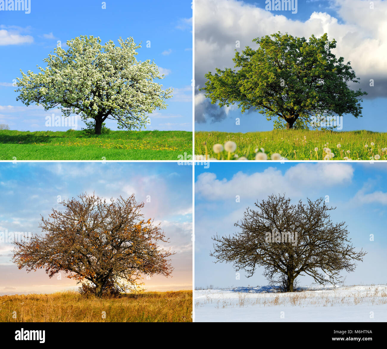 Alone big tree in four seasons Stock Photo