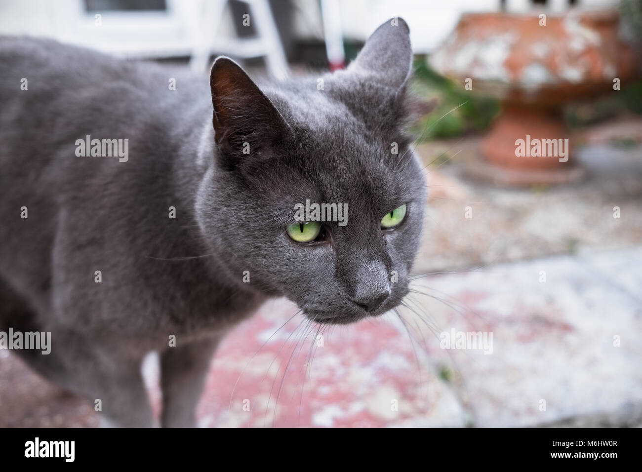 A green eyed cat staring at something Stock Photo
