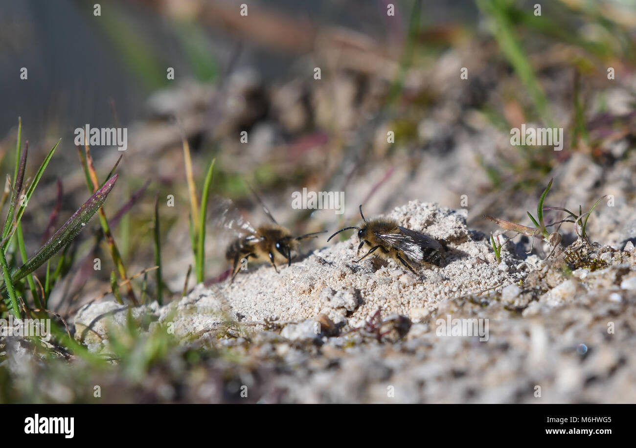 vernal bee next to the nest in the sand Stock Photo