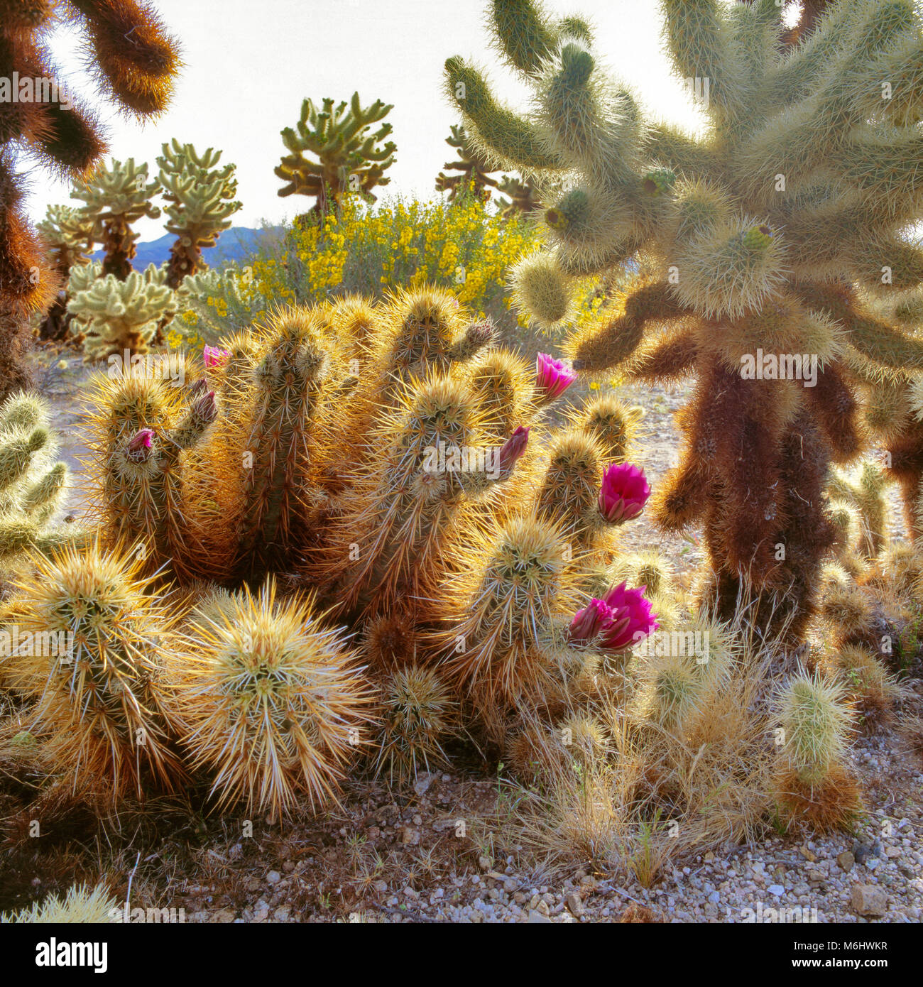 Hedgehogs, Echinocereus engelmannii, Cholla Garden, Joshua Tree National Park, California Stock Photo