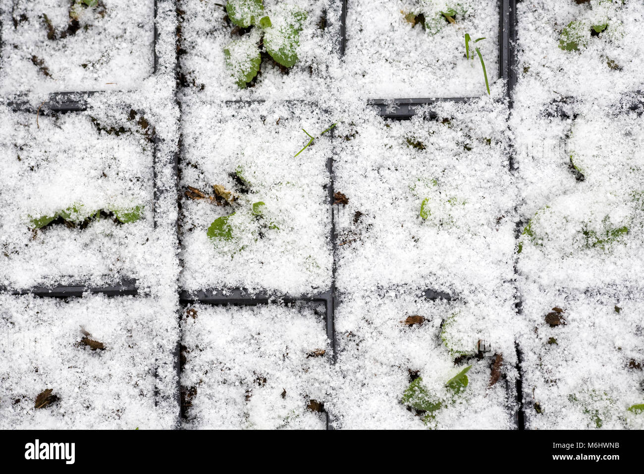 Digitalis plants in Winter. Snow covered foxglove plugs. Stock Photo