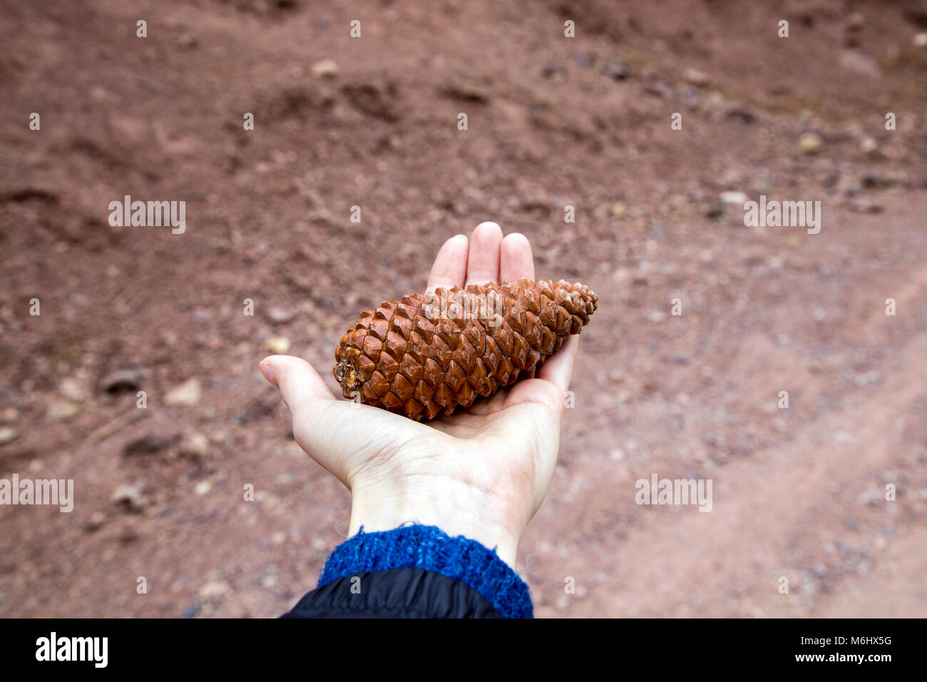 Hand holding pine cone with a barren ground background, Atlas Mountains, Morocco Stock Photo