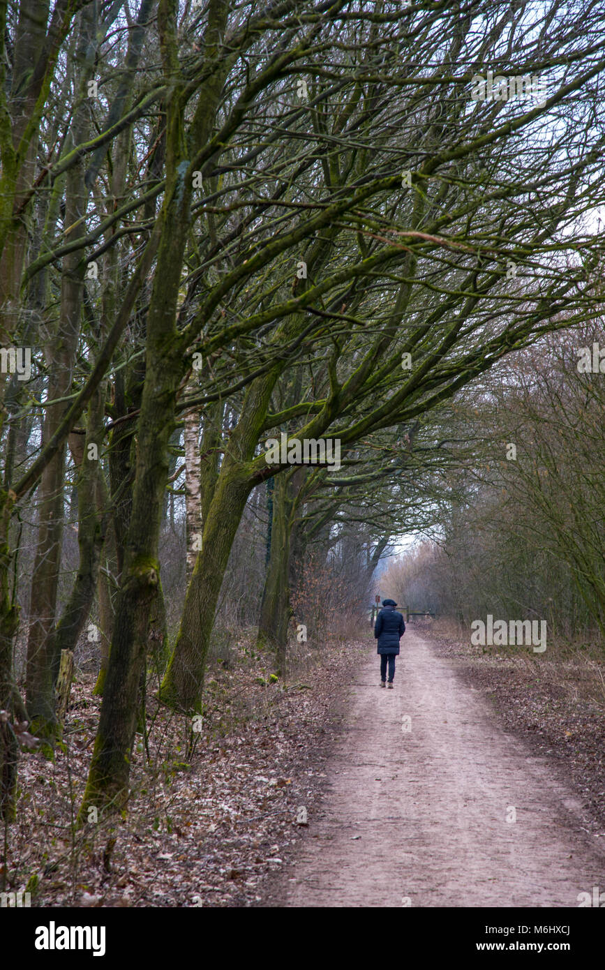woman walking on a path in forest, Achterhoek, Holland Stock Photo