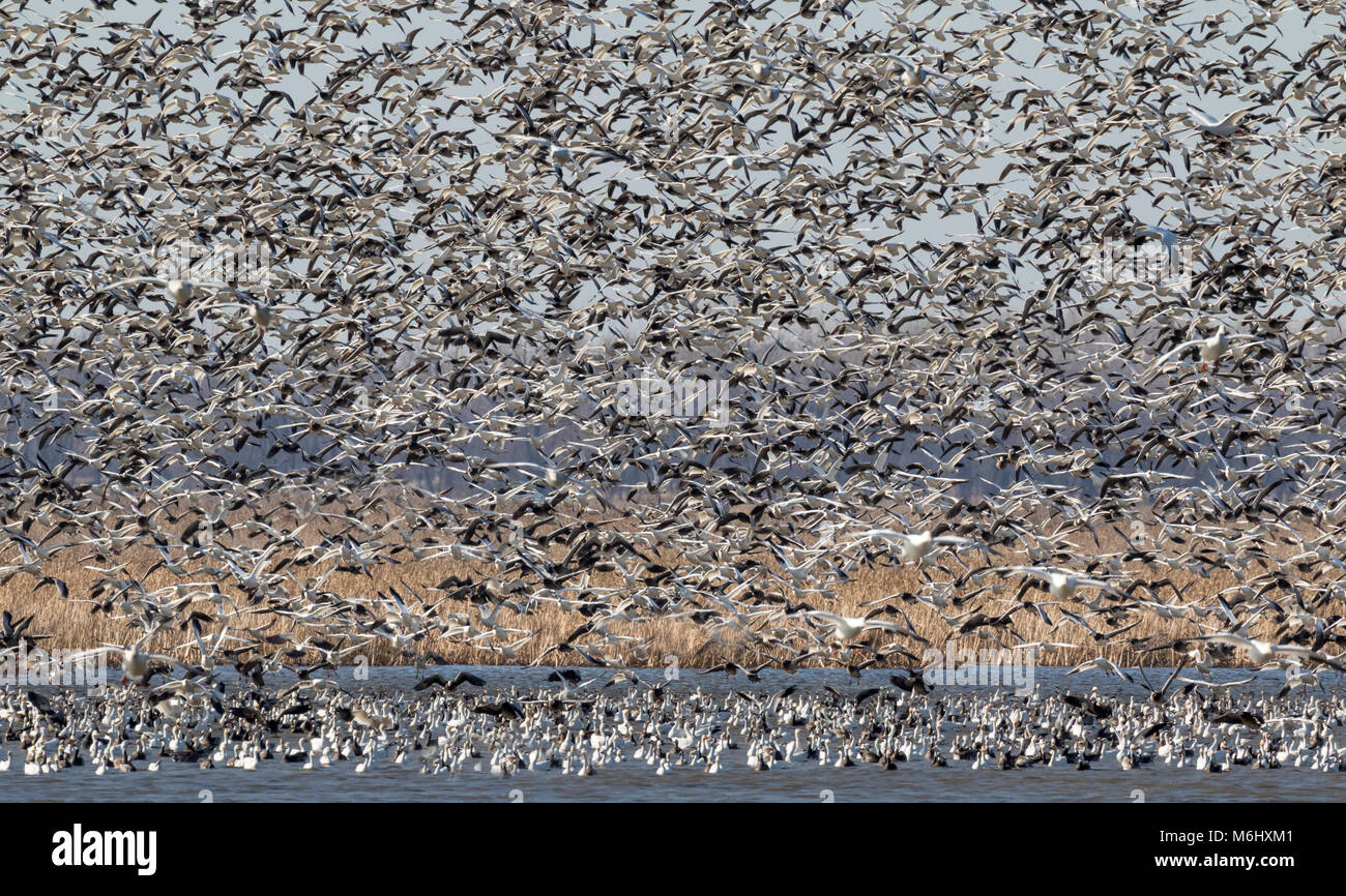 Spring migration of snow geese (Chen caerulescens), Loess Bluffs ...