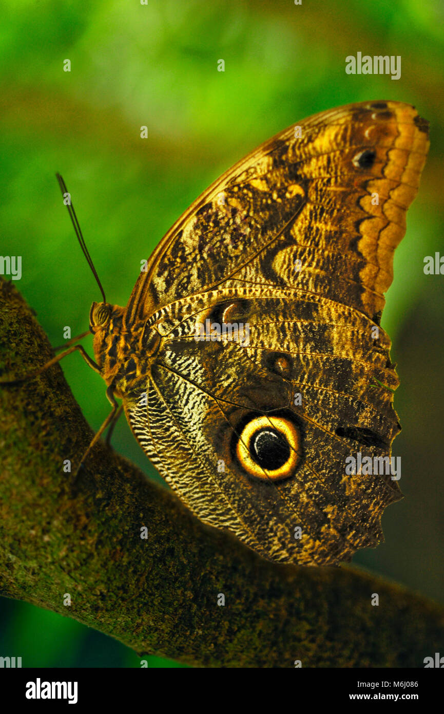 Caligo eurilochus butterfly, or the forest giant owl, in the Butterfly Gardens in Monte Verde, Costa Rica Stock Photo