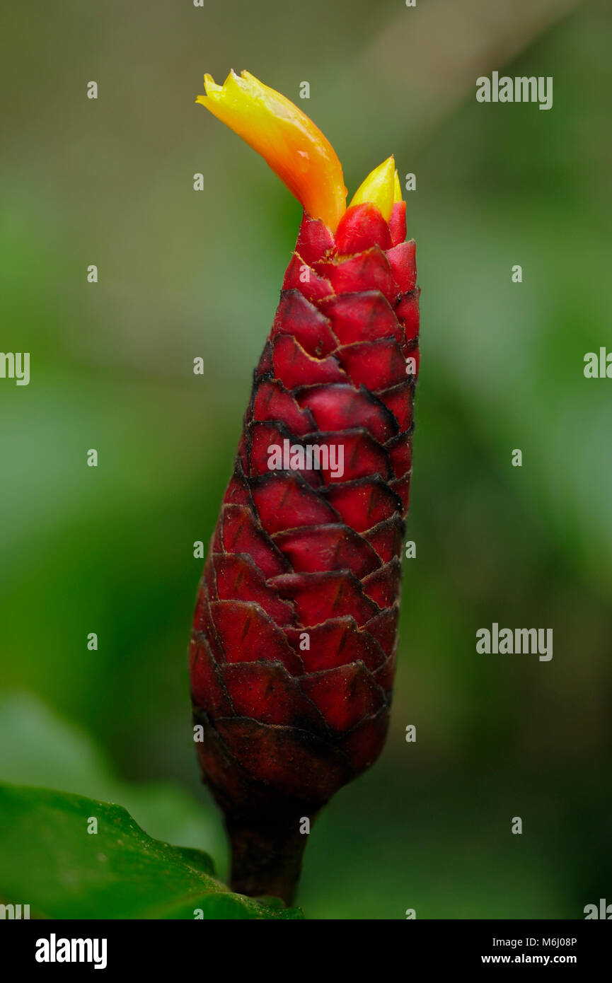 Costus sp., known as whorled ginger or red cane. Stock Photo