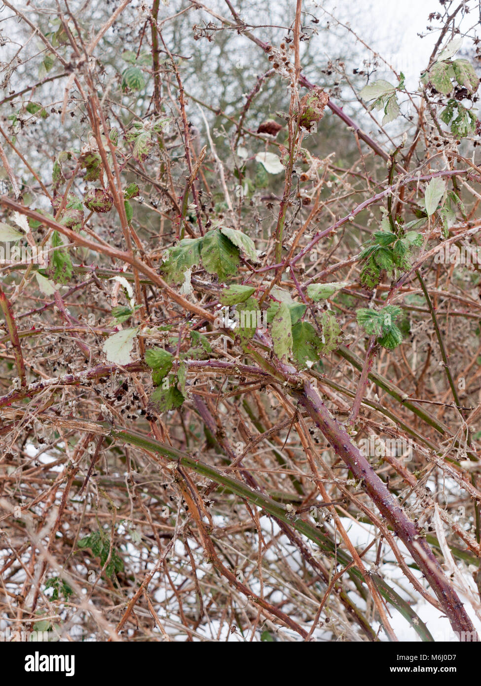 Thorny Brambles Stock Photos & Thorny Brambles Stock Images - Alamy