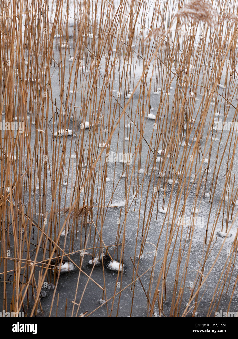 reeds standing frozen lake water surface outside nature winter; essex ...