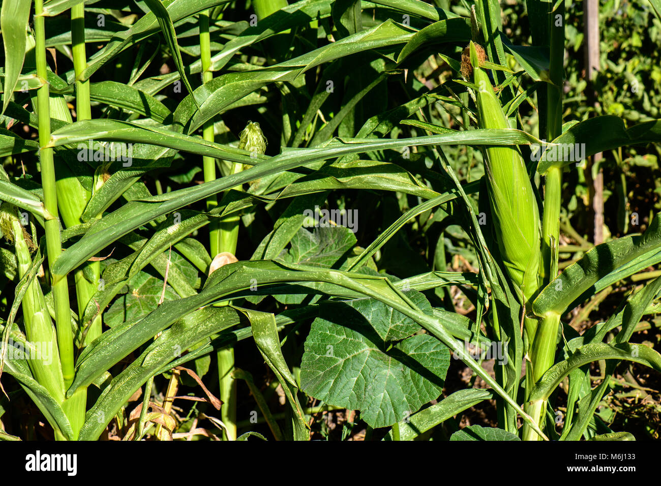 Pumpkin and Sweet corn grow so well together Stock Photo
