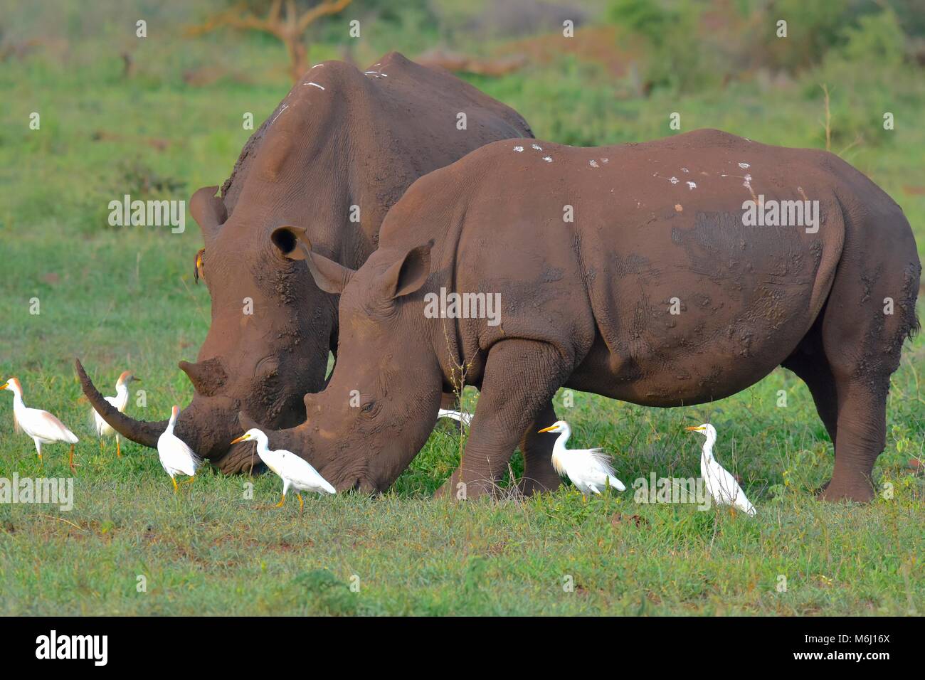 Kruger Park, South Africa. A wildlife and bird paradise. Southern white rhino grazing. Stock Photo