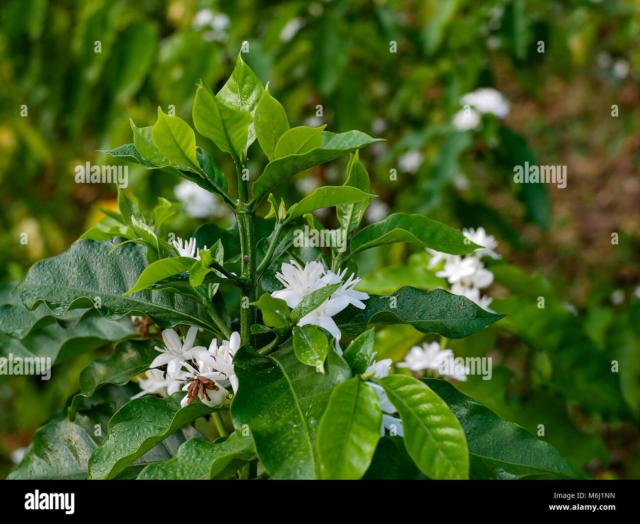 coffee flower on coffee tree white blossom color flower close up Stock Photo