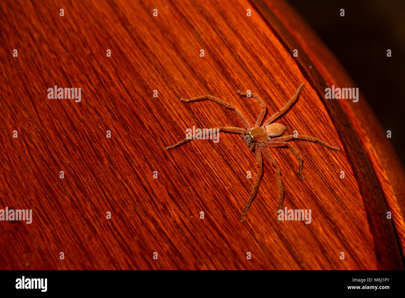Whoops, Huntsman Spider on the toilet seat Stock Photo Alamy
