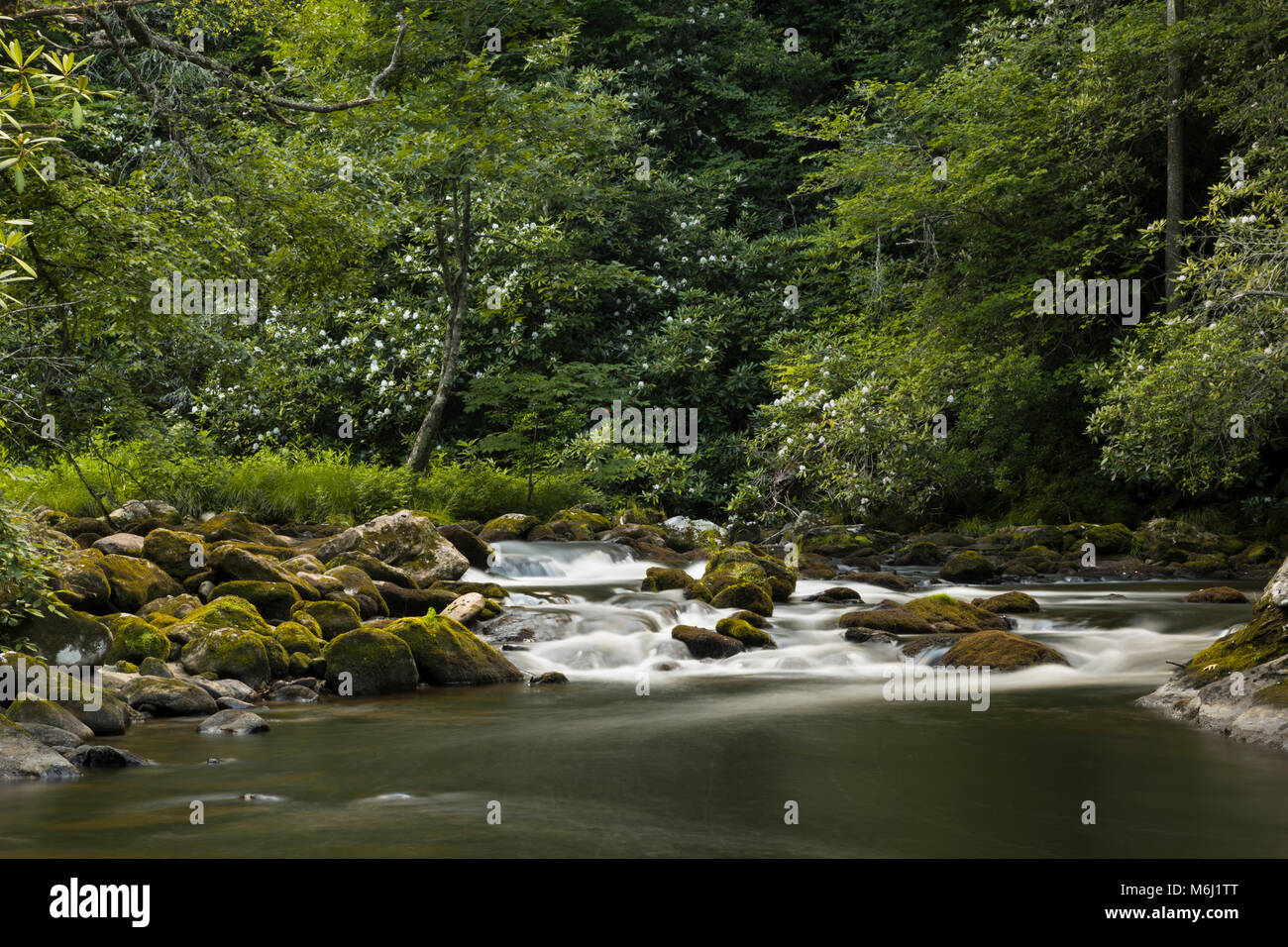 Beautiful spring, summer scenic nature landscape time lapse swift flowing river rapids running through forest of flowering green trees, mossy rocks Stock Photo