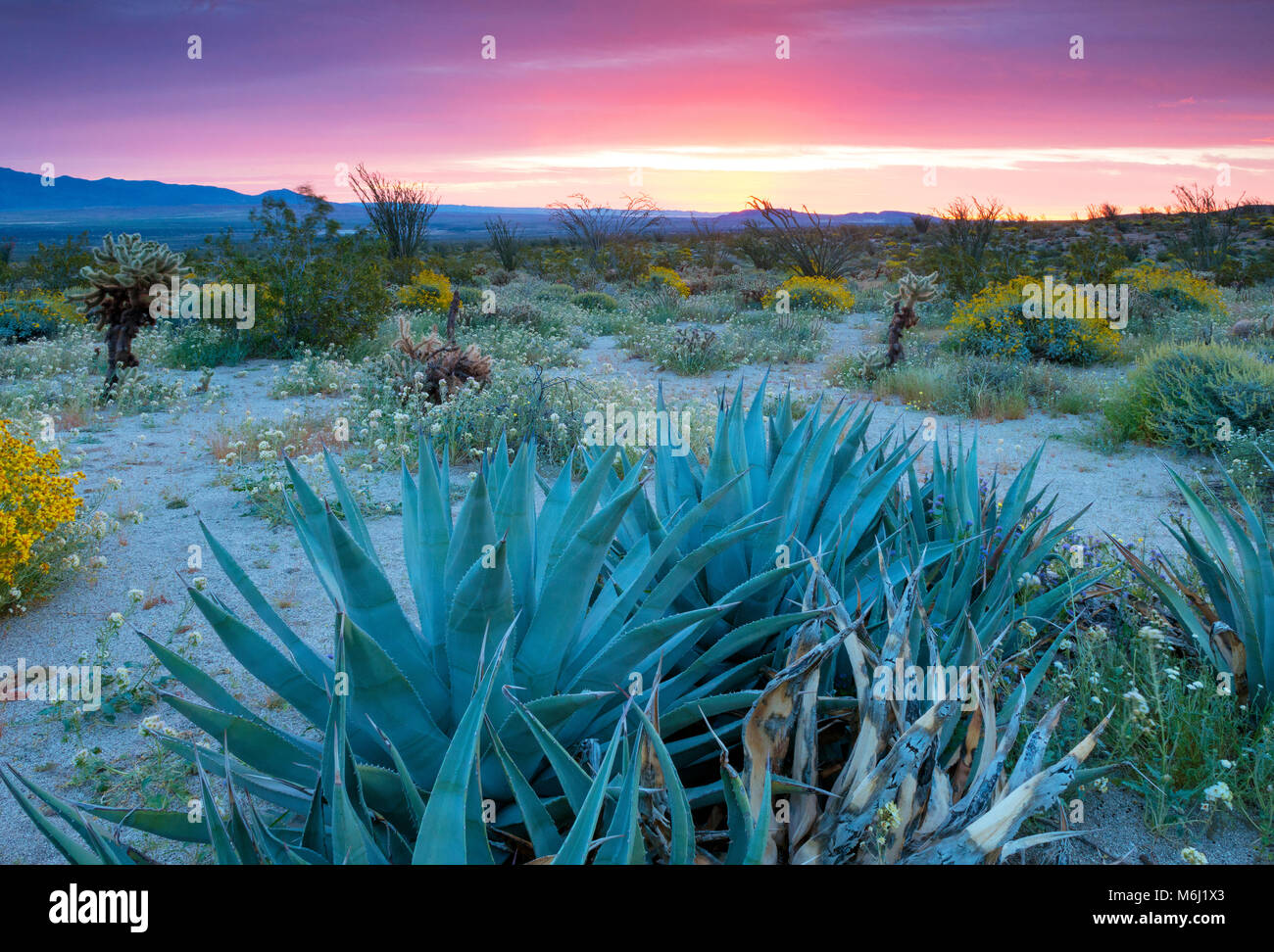 Dawn, Agave, Brittlebush, Dune Brown Eyed Primrose, Glorietta Canyon, Anza-Borrego Desert State Park, California Stock Photo