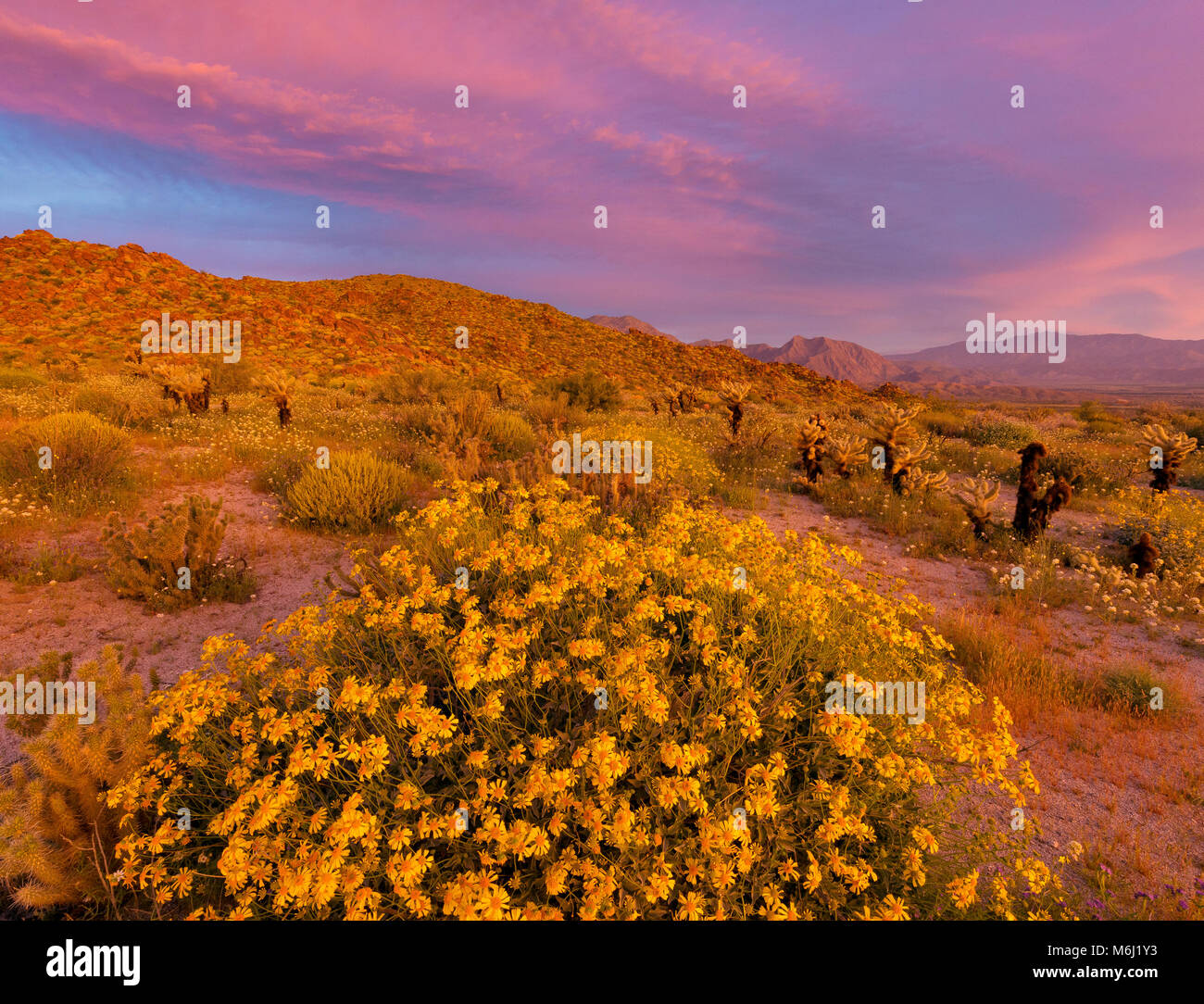 Dawn, Brittlebush, Glorietta Canyon, AnzaBorrego Desert State Park, California Stock Photo Alamy
