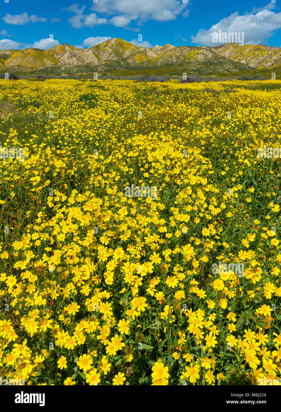 Fiddlenecks, Monolopia, Carizzo Plain National Monument, San Luis Obispo County, California Stock Photo