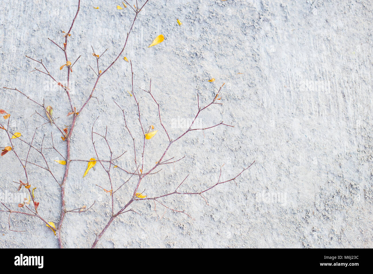 Tree in front of concrete wall hi-res stock photography and images - Alamy