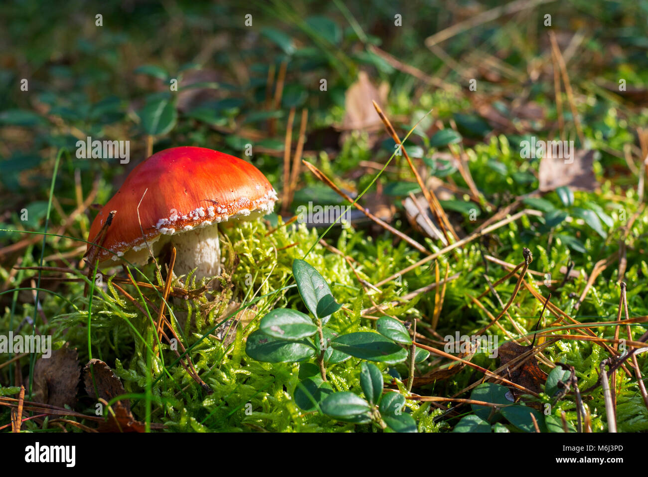 Fly agaric in the moss, Amanita muscaria Stock Photo