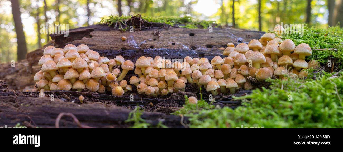 Honey fungus against a tree trunk Stock Photo