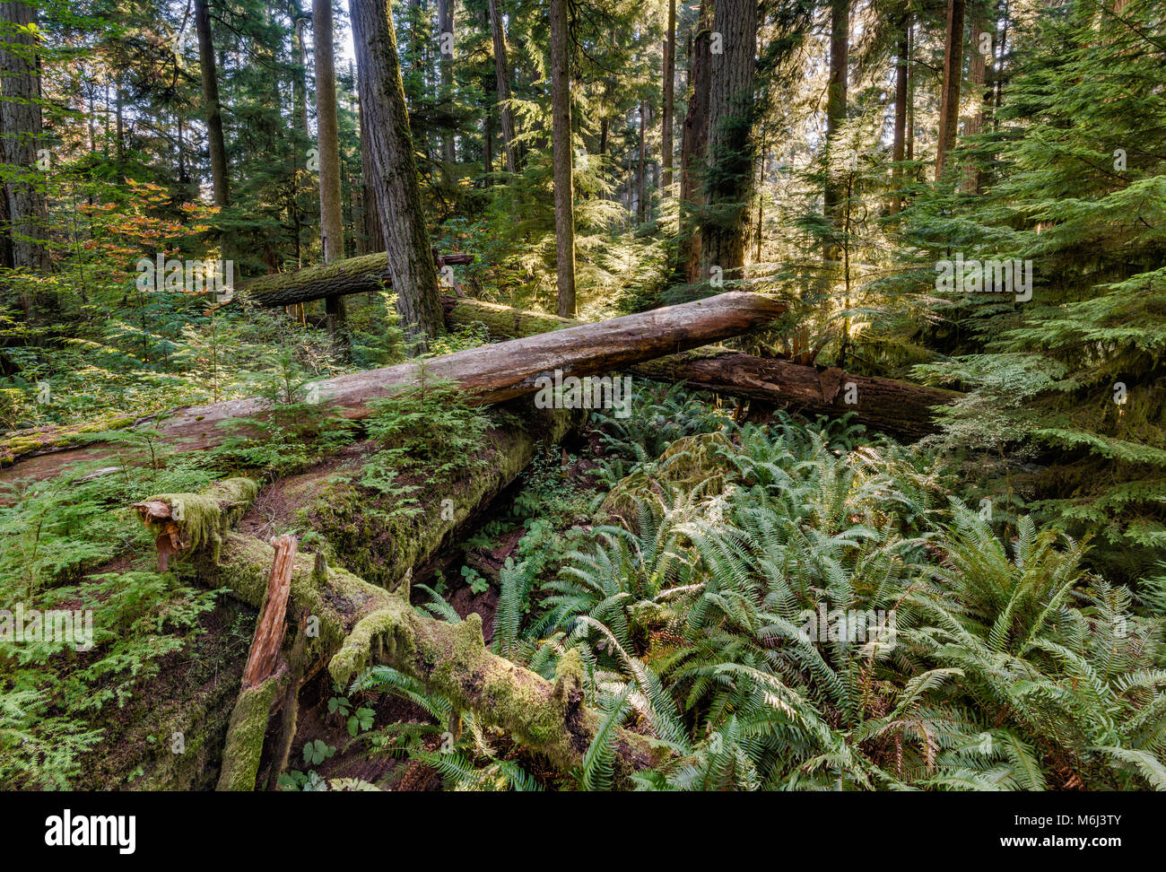 Douglas-fir (Pseudotsuga) trees uprooted by Qualicum wind in 1997 and ferns at old-growth temperate rain forest, Cathedral Grove, MacMillan Provincial Stock Photo