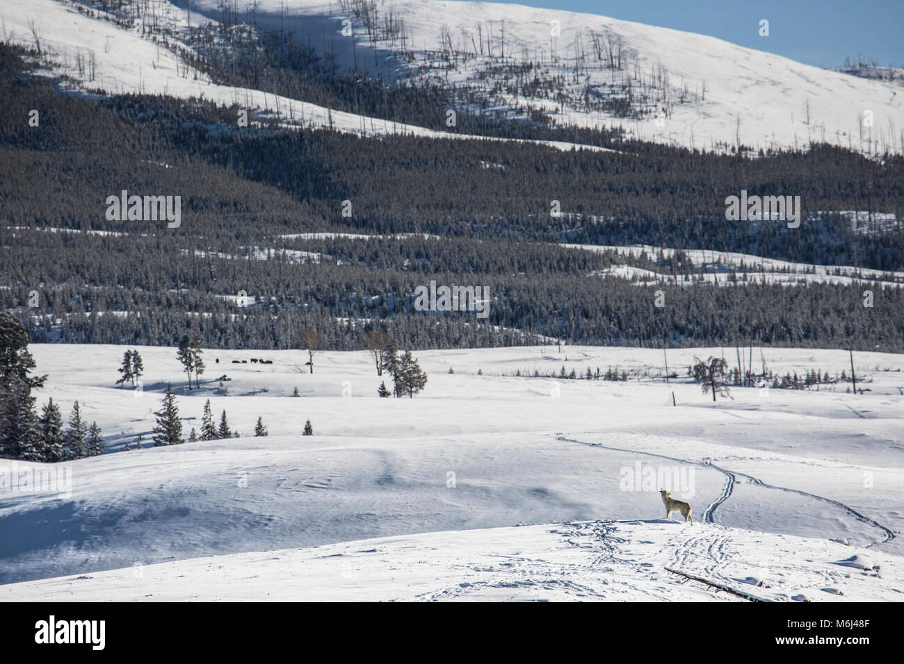 Wolf howling, Blacktail Deer Plateau Stock Photo Alamy
