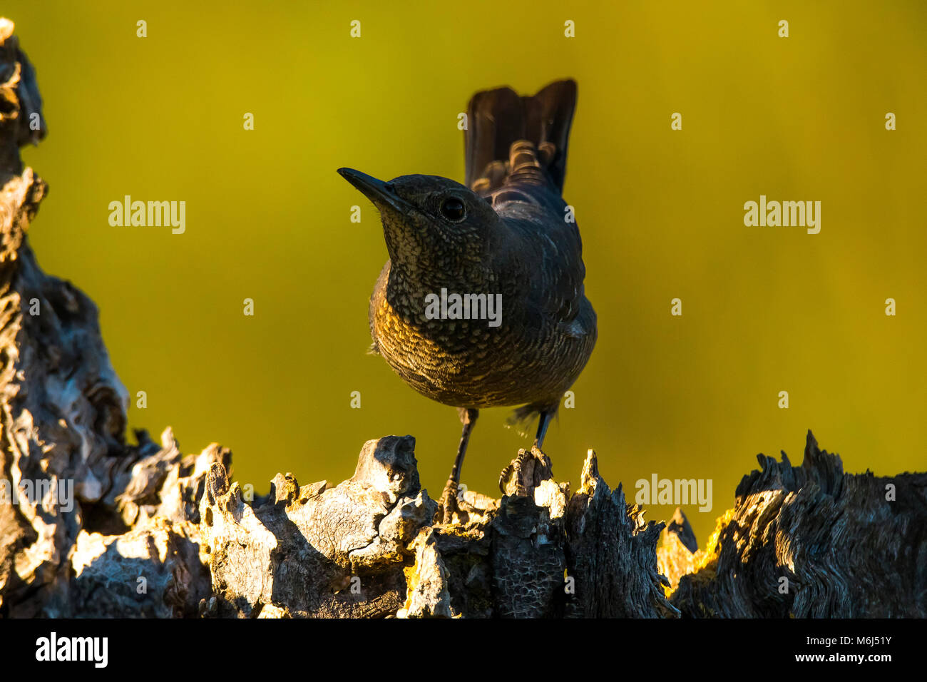 Blue rock thrush (Monticola solitarius) female Stock Photo Alamy