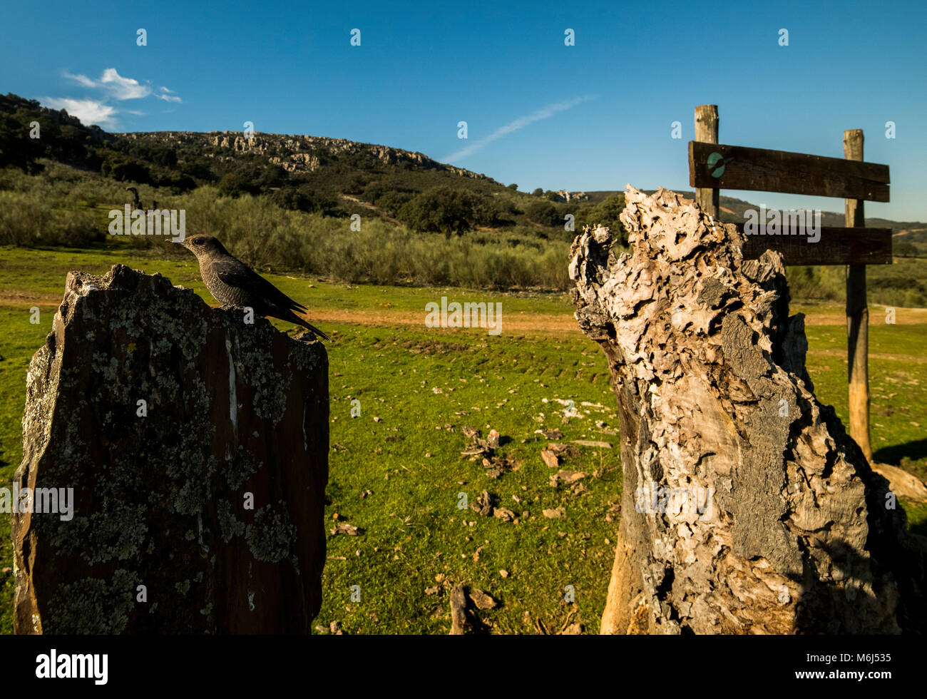Blue rock thrush (Monticola solitarius) female Stock Photo Alamy